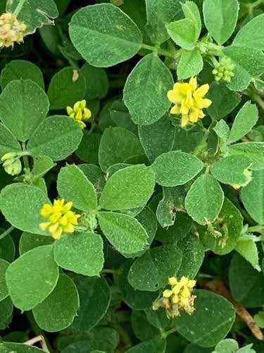 400+ Organic Medicago Hispida Seeds Shanghai Alfalfa 上海草头菜金花菜种子2026