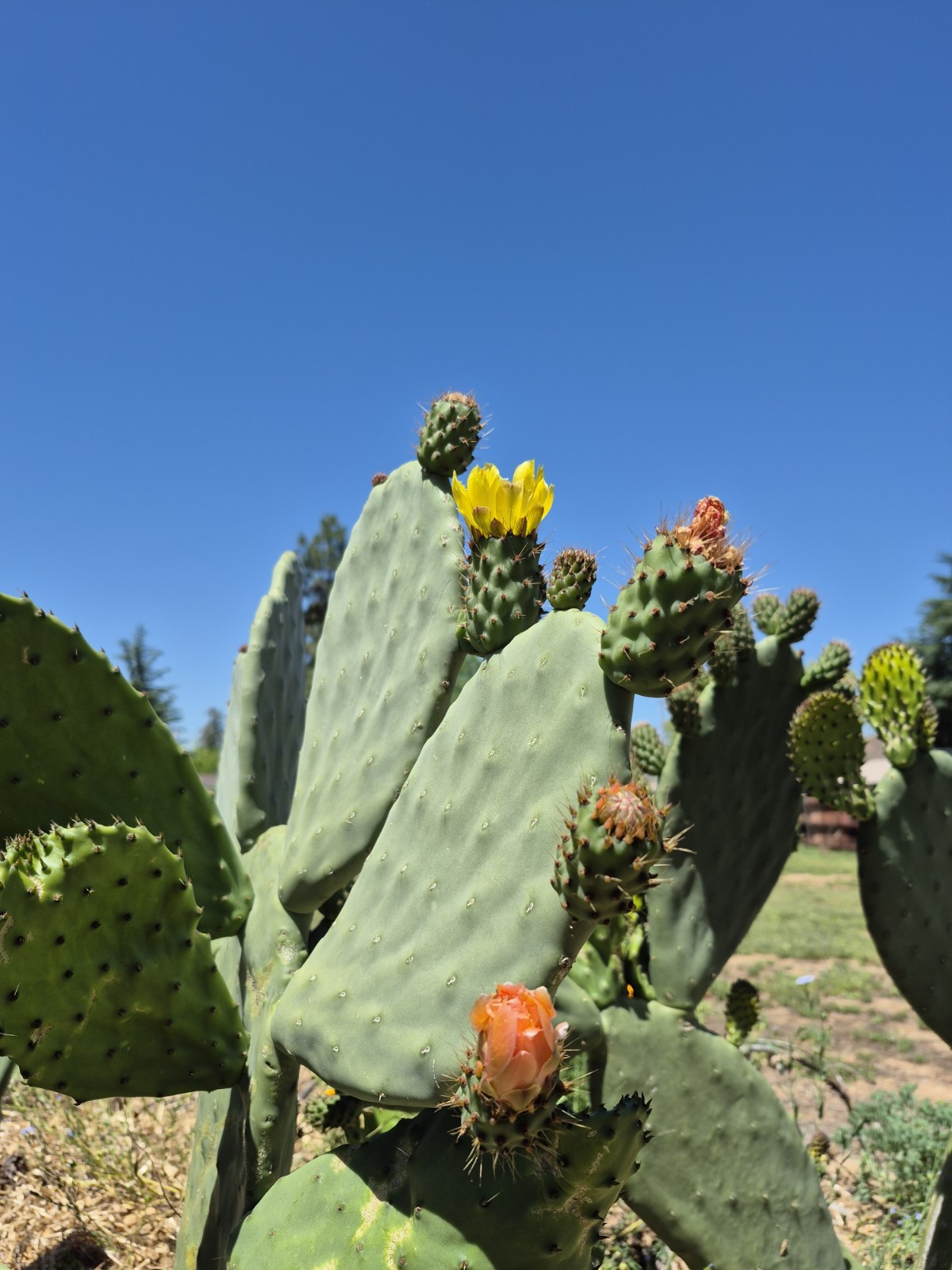 3 Pad Spineless Edible Nopales Prickly Pear Cactus Pads 3 Large Cuttings.