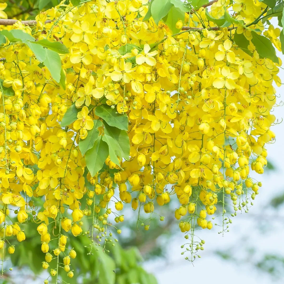 Golden Shower Tree Seeds 50+ Cassia Fistula Gold Rush Yellow Flower Tree Seeds