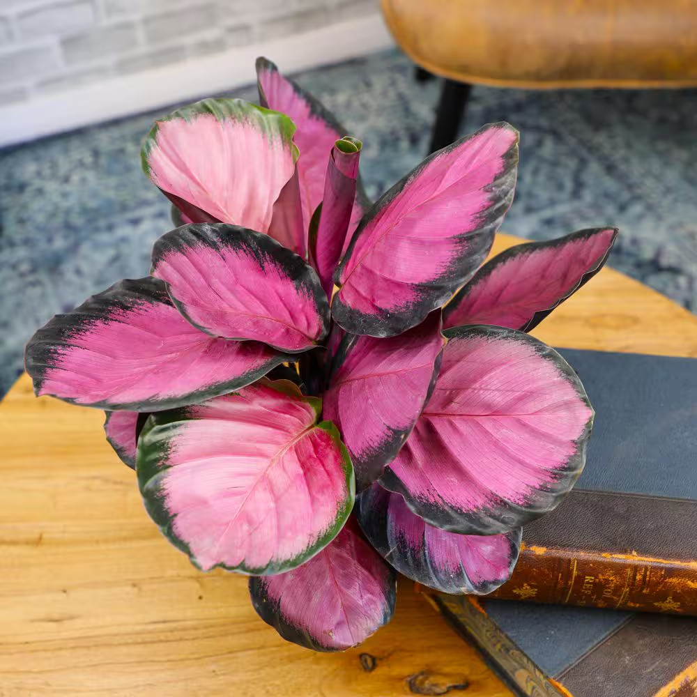 6 In. Calathea Roseopicta Rose Painted Calathea Live Purple House Plant Pot
