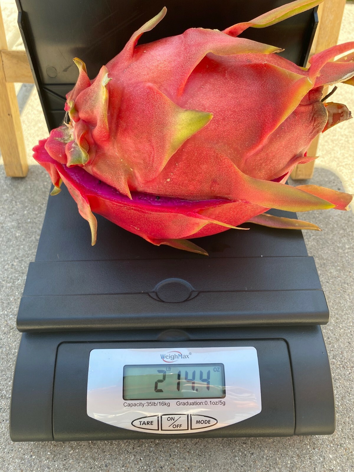 Best Dragon Fruit Cuttings 24-36”, each cutting and FREE SOLAR gopher repellent.