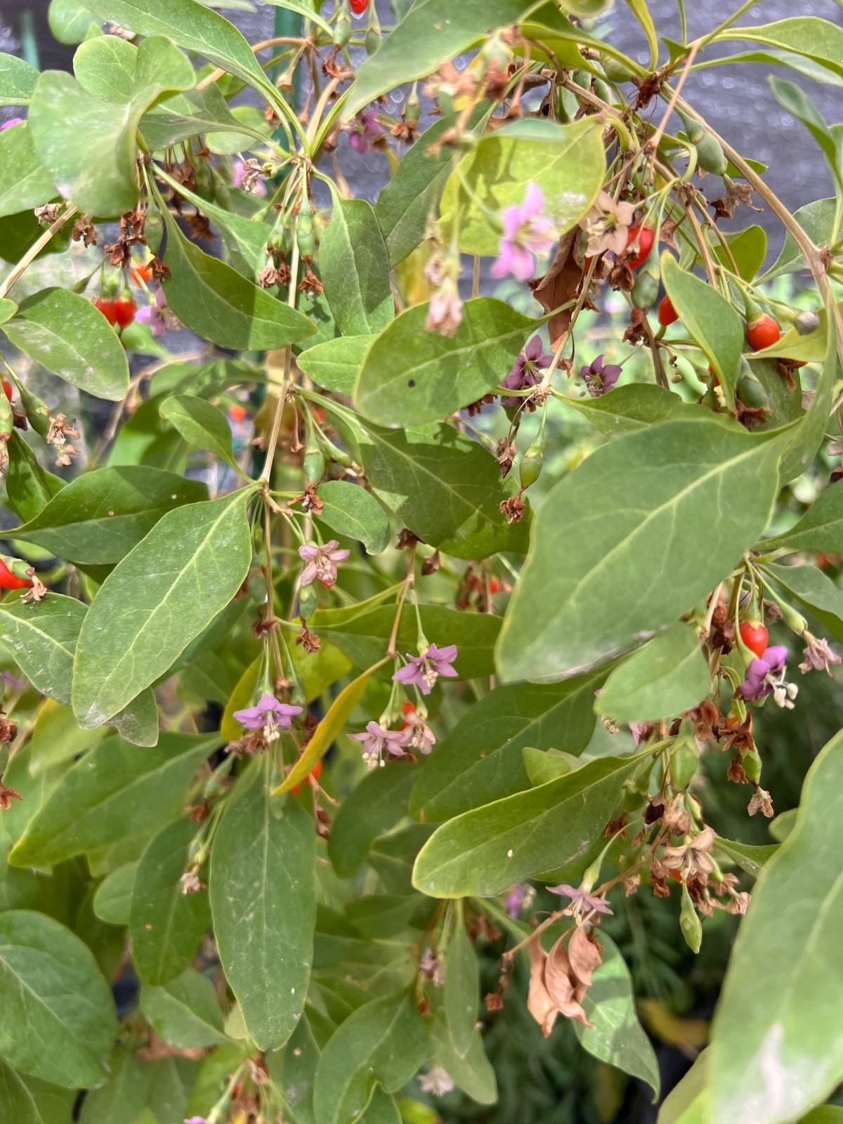 RARE Mixed GOJI Berry Plants – Red, Yellow, Pink, Black – Superfood Fruit