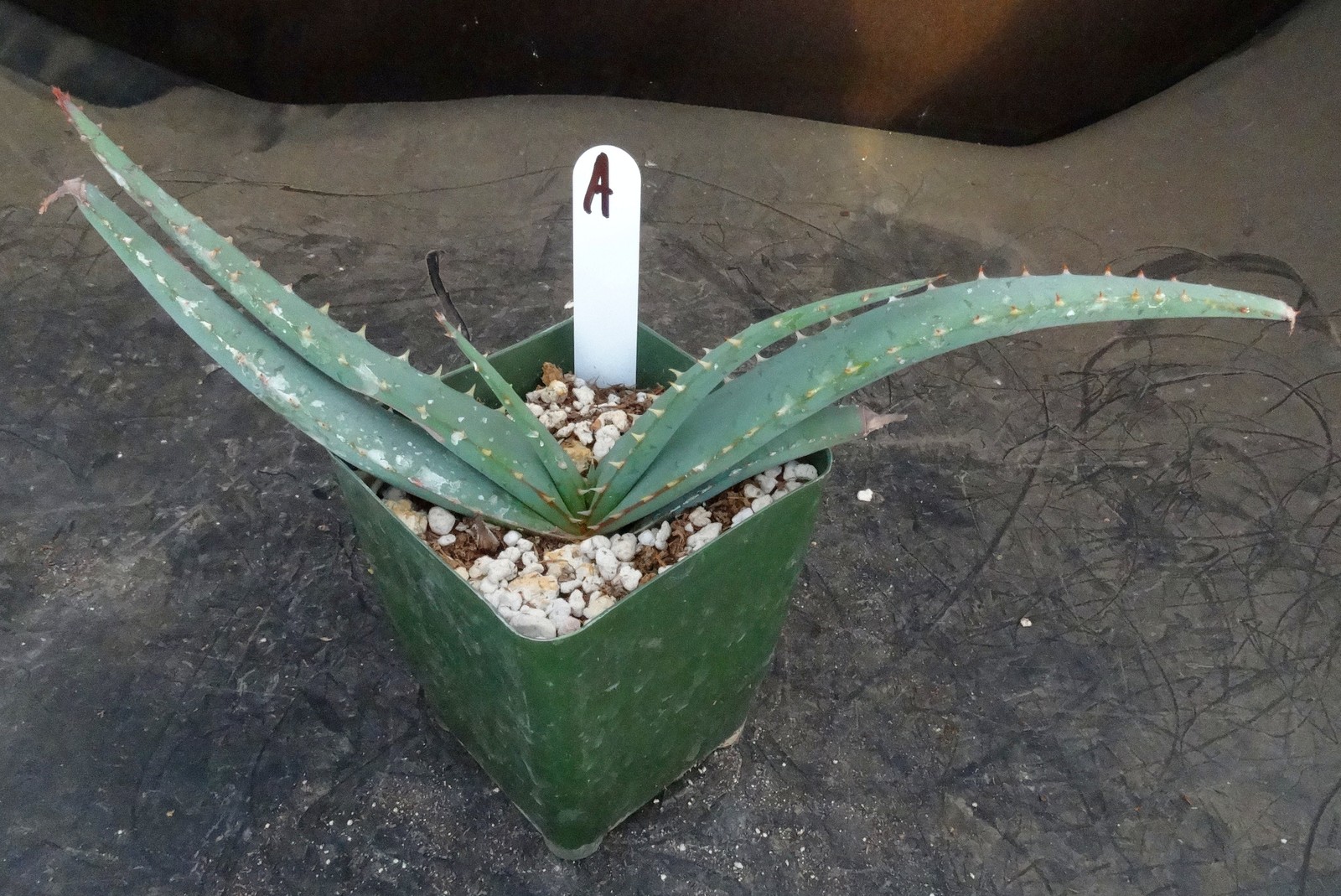 Aloe suprafoliata *Mustache Aloe*