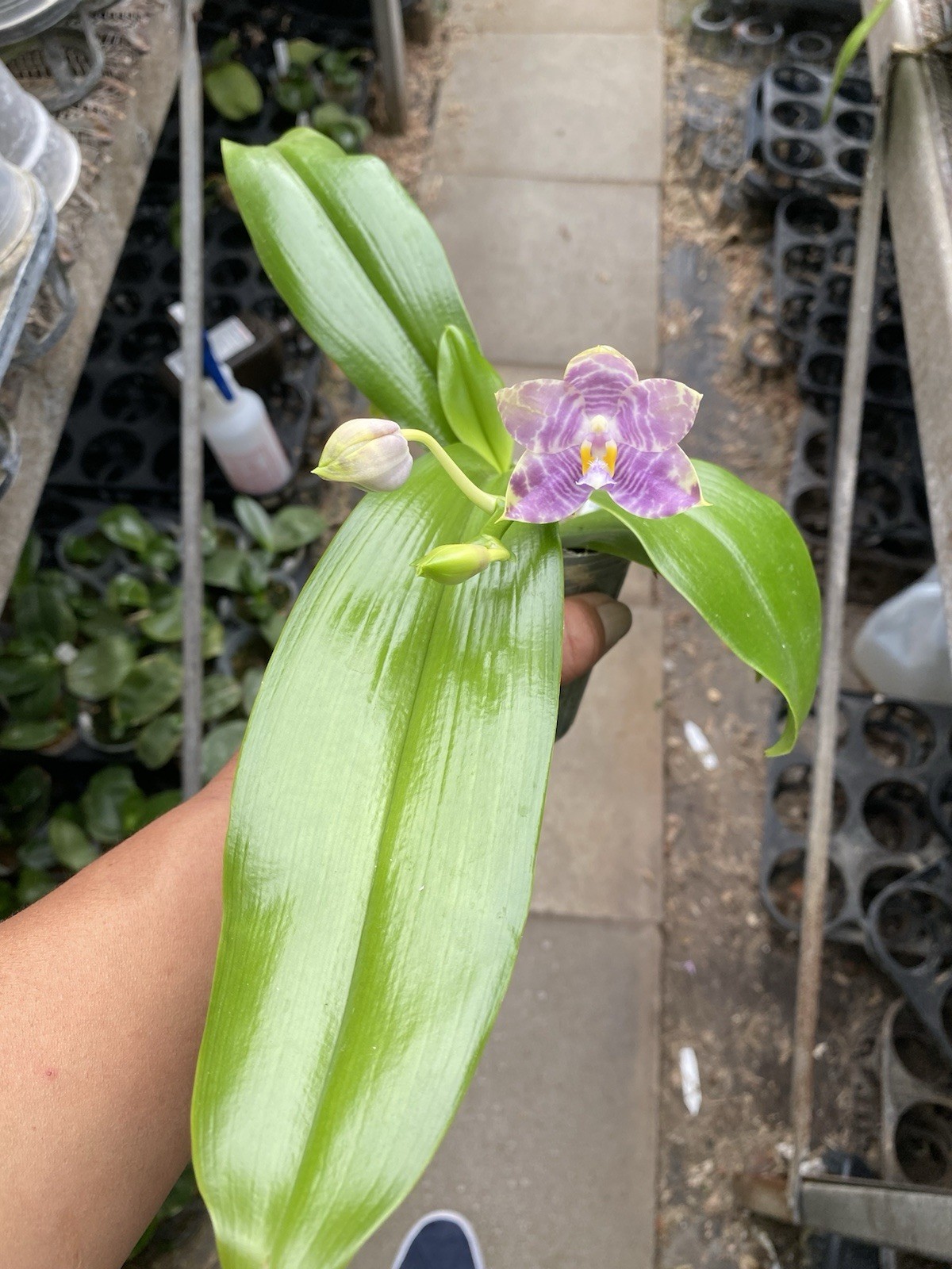 Original Phal Phalaenopsis LL Blue Owl x Lioulin Blue Parrot-FRAGRANT