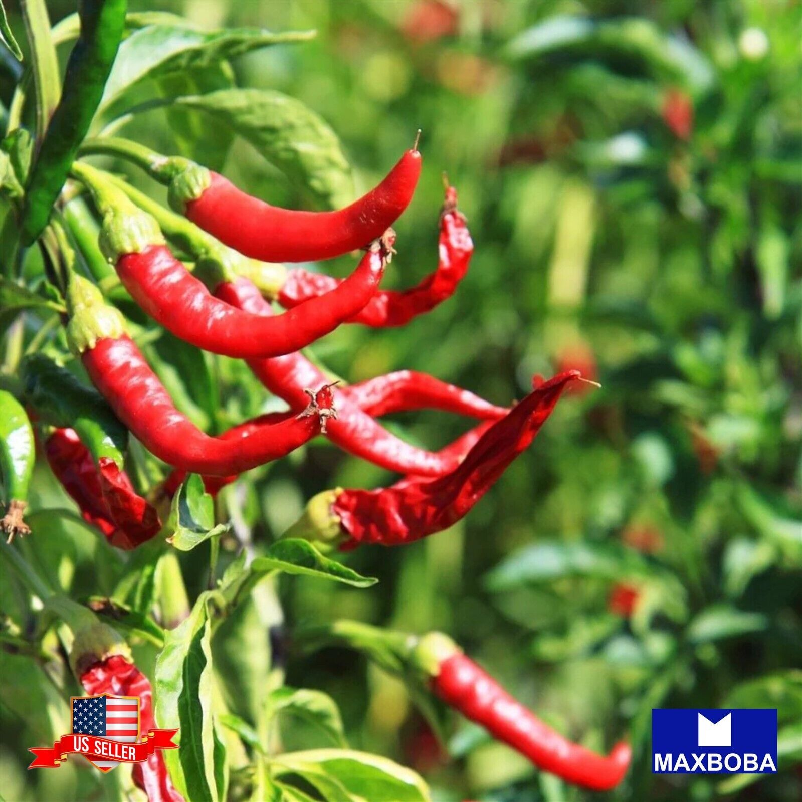 Pepper Seeds Hot Cayenne Long Red Thin Organic Heirloom Vegetable Non-GMO