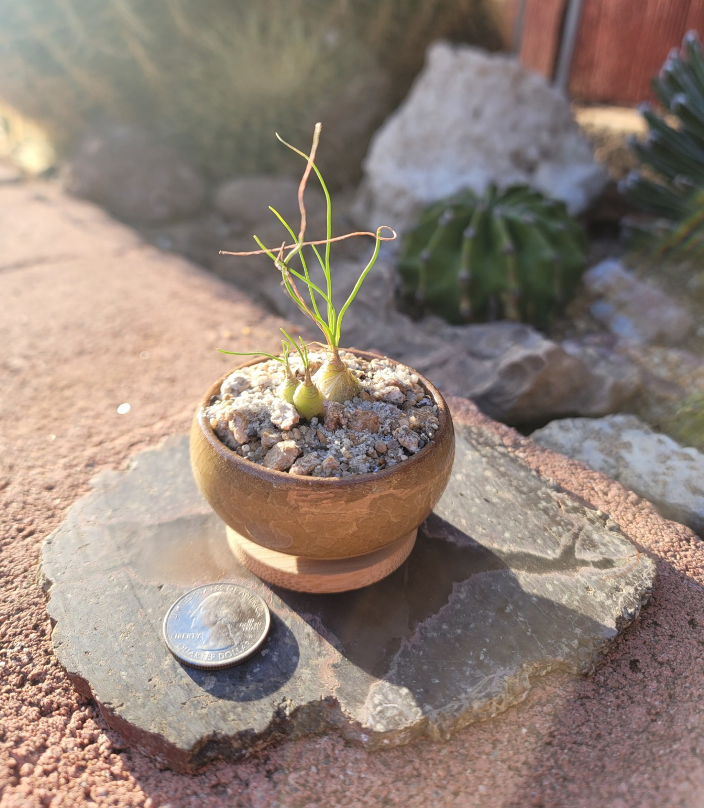 Live Rooted Plant Albuca Sp In 2.5×1.4″ Ceramic Pot
