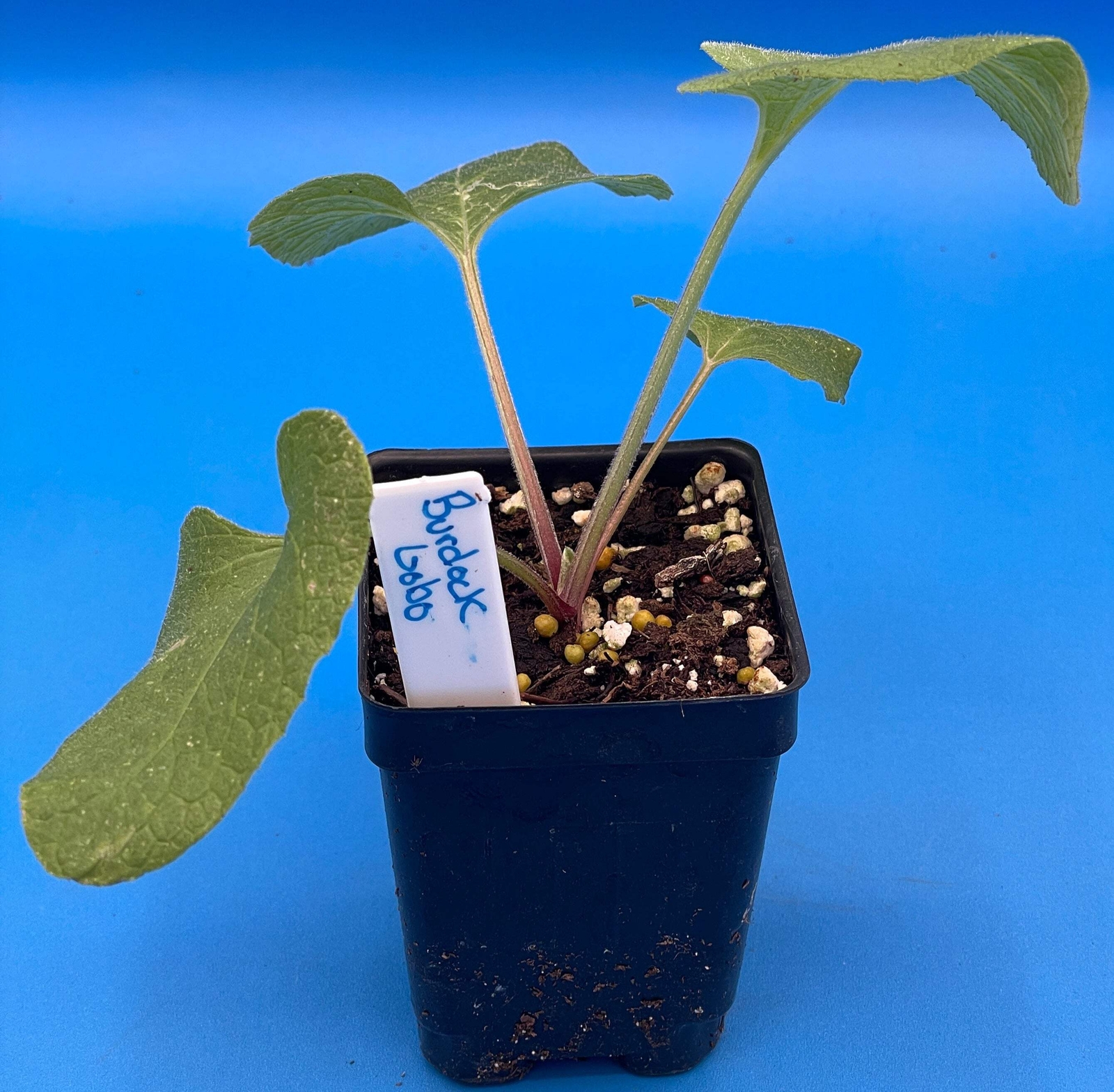 Burdock Starter Plant – Gobo – Arctium lappa