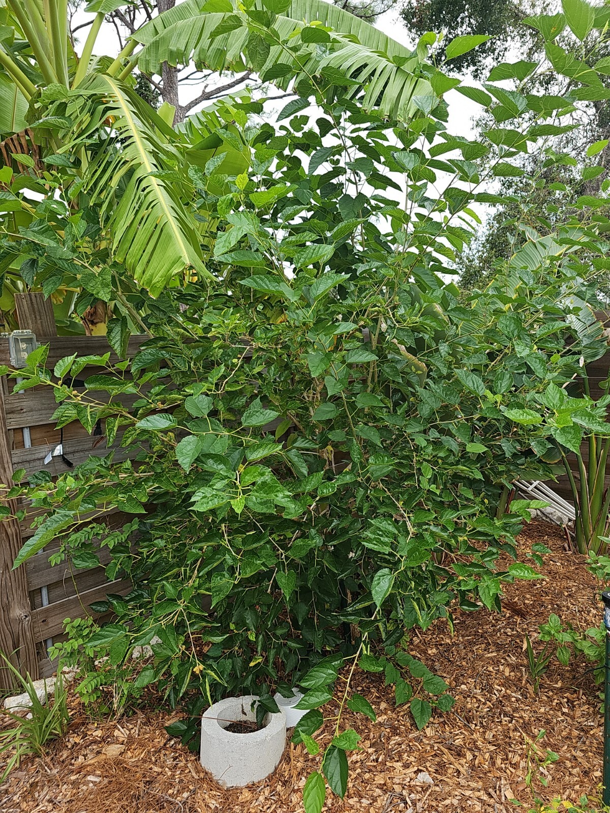 Large Dwarf Black Mulberry Morus Nigra Everbearing Live Plant Well Rooted