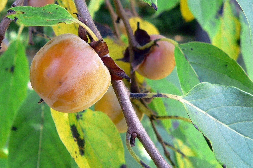 PERSIMMON Diospyros Virginiana – 10+ SEEDS