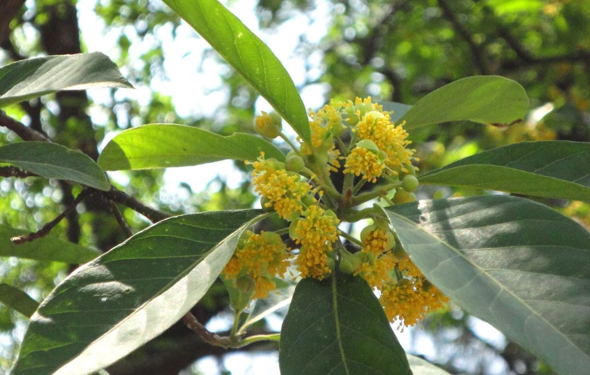 Litsea glutinosa INDIAN LAUREL Seeds!