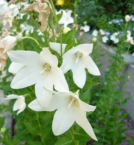 Platycodon grandiflorus | White Balloon Flower | Chinese Bellflower | 10 Seeds