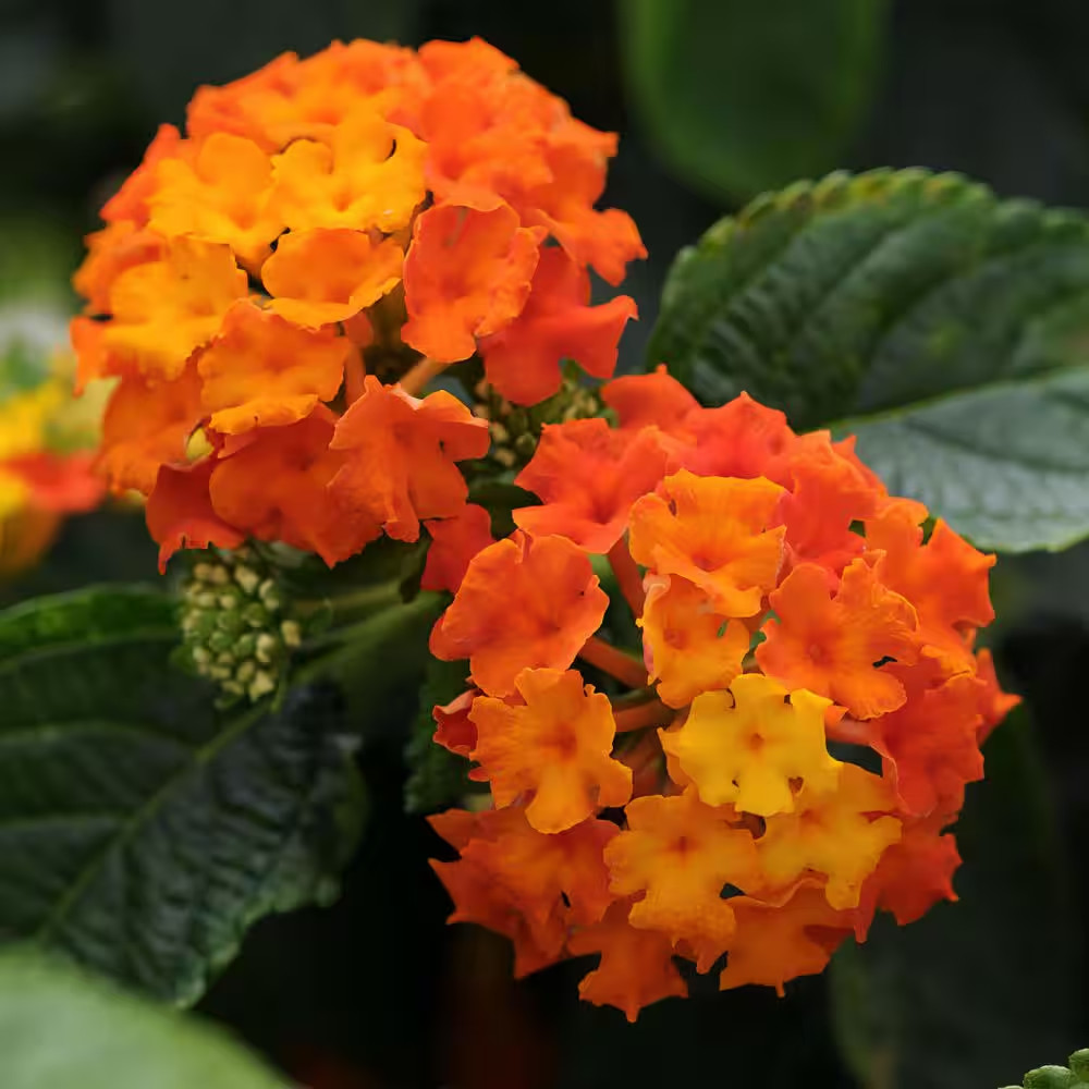 4 In. Lucky Flame Lantana Plant with Orange Flowers (3-Pack)