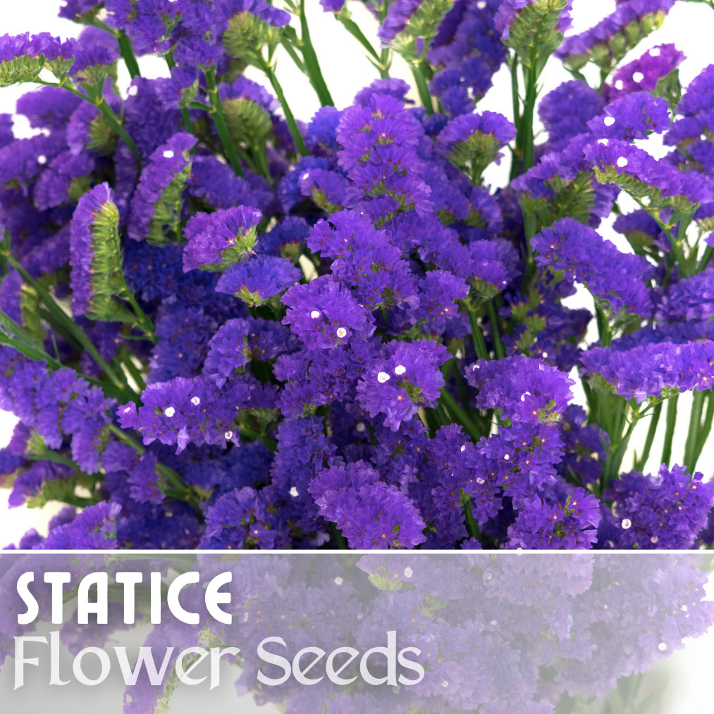 Statice Seeds – 85 Seeds – Garden Bloom Flower Seed Flowers Garden Limonium