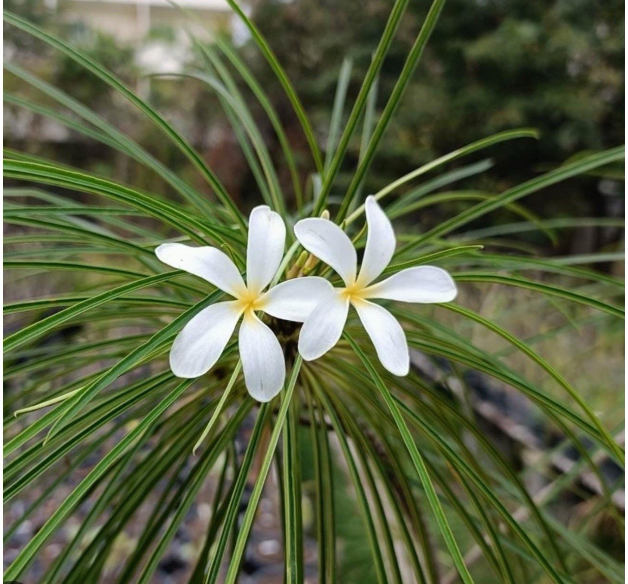 Plumeria Filifolia~Needle Leaf Plumeria~Well Rooted & Grafted Plant~Very Rare!