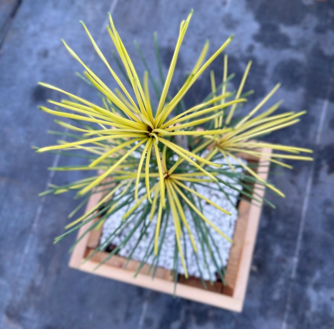 Sciadopitys verticillata ‘Golden Parasol’ (Golden Parasol Umbrella Pine), Rare1