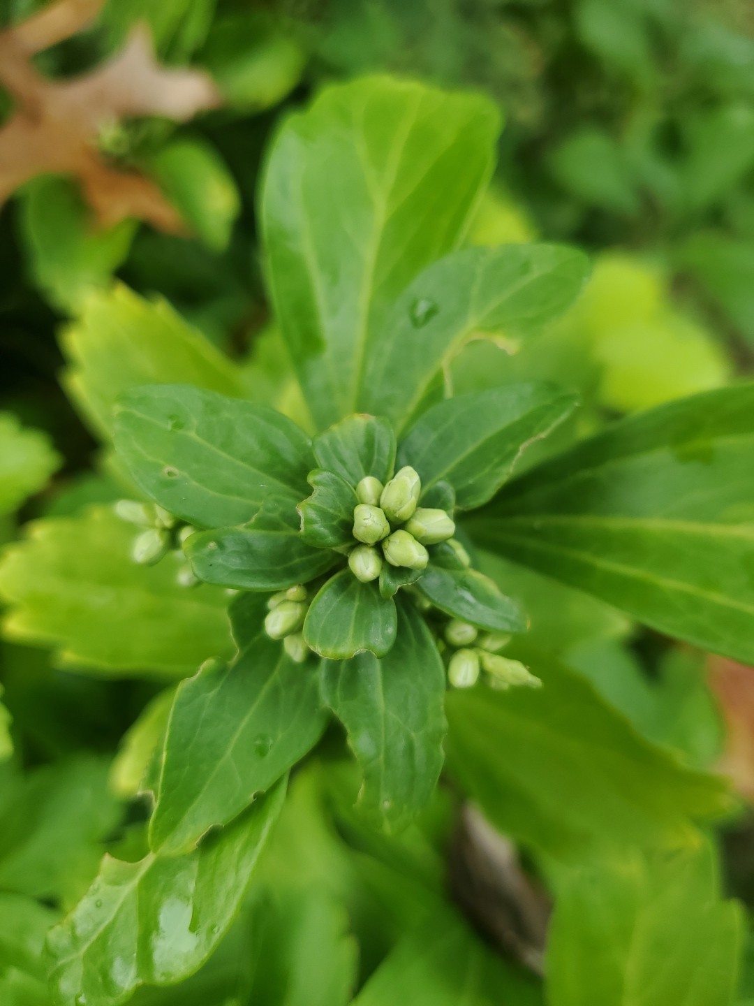 Live 50+ PACHYSANDRA Terminalis JAPANESE SPURGE Fresh