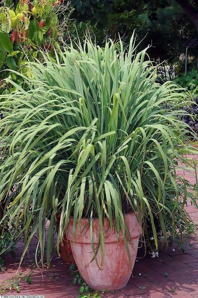 Cymbopogon citratus | West Indian Lemongrass | 100 Seeds