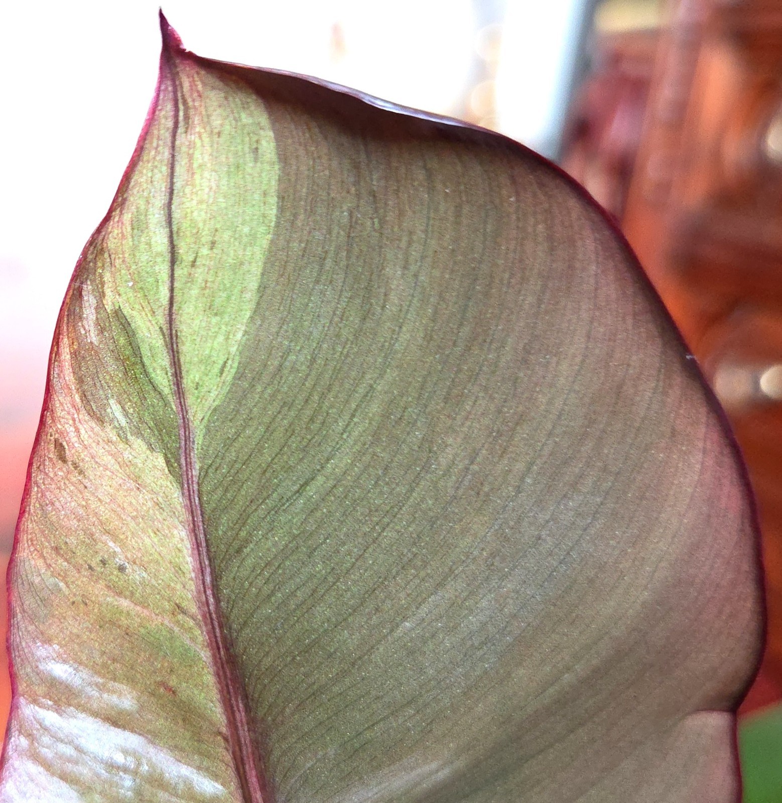Rare Philodendron Variegated Black Cardinal 18″ Tall W/ Pups Aroid Not Monstera