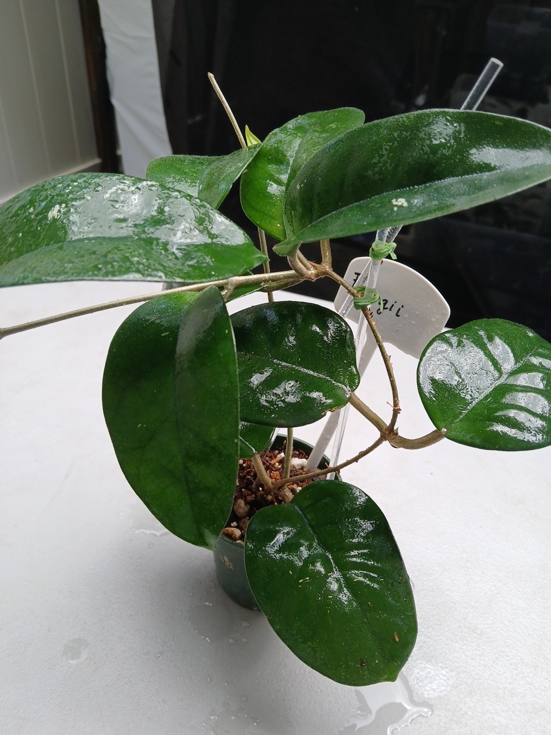 #379- HOYA FUNGI I LIVE PLANT, LARGE LEAF, LARGE PLANT,