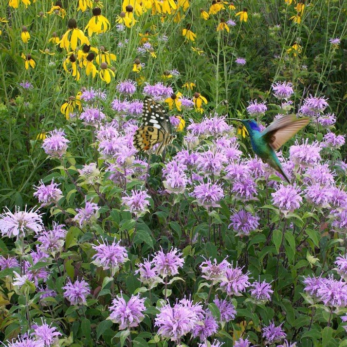 3000 BEE BALM WILD BERGAMOT SEEDS -Beneficial Bees Hummingbirds Non-GMO