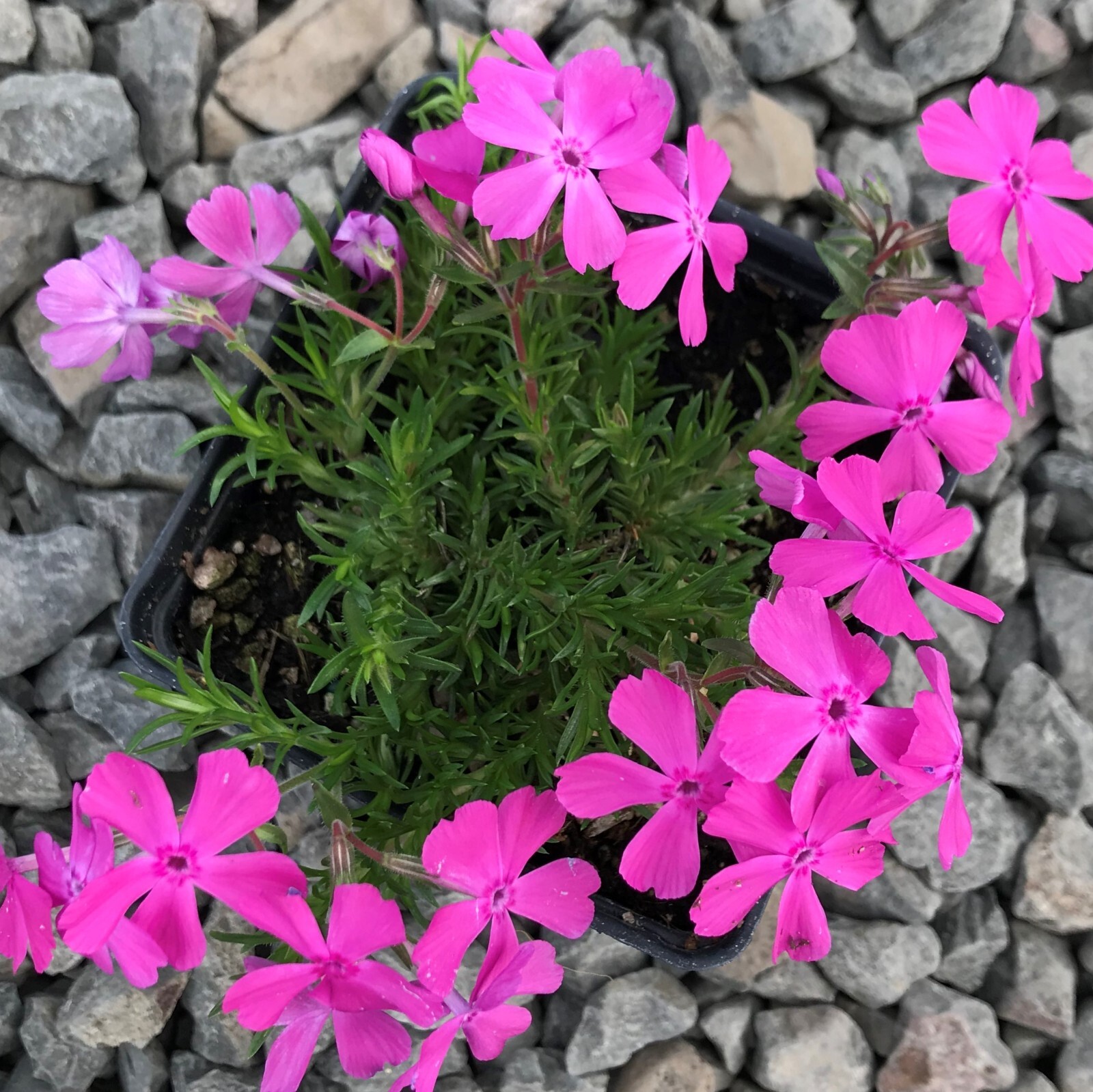 Creeping Phlox Perennial Subulata Moss Phlox Bare Root Live Plant Outdoor Garden