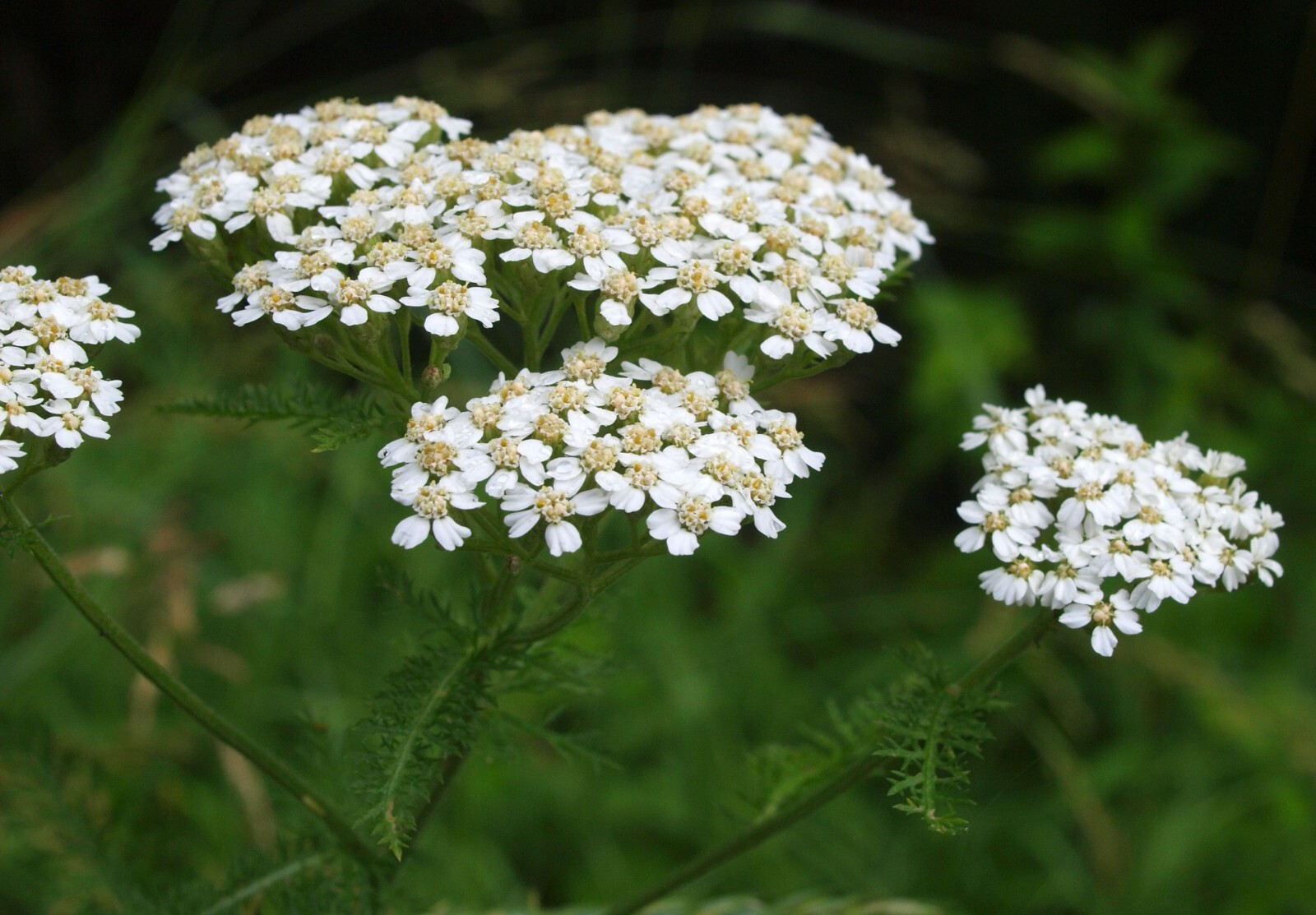 Yarrow Plants Package Of 20 – Bare Root Plant Achillea Millefolium Perennial