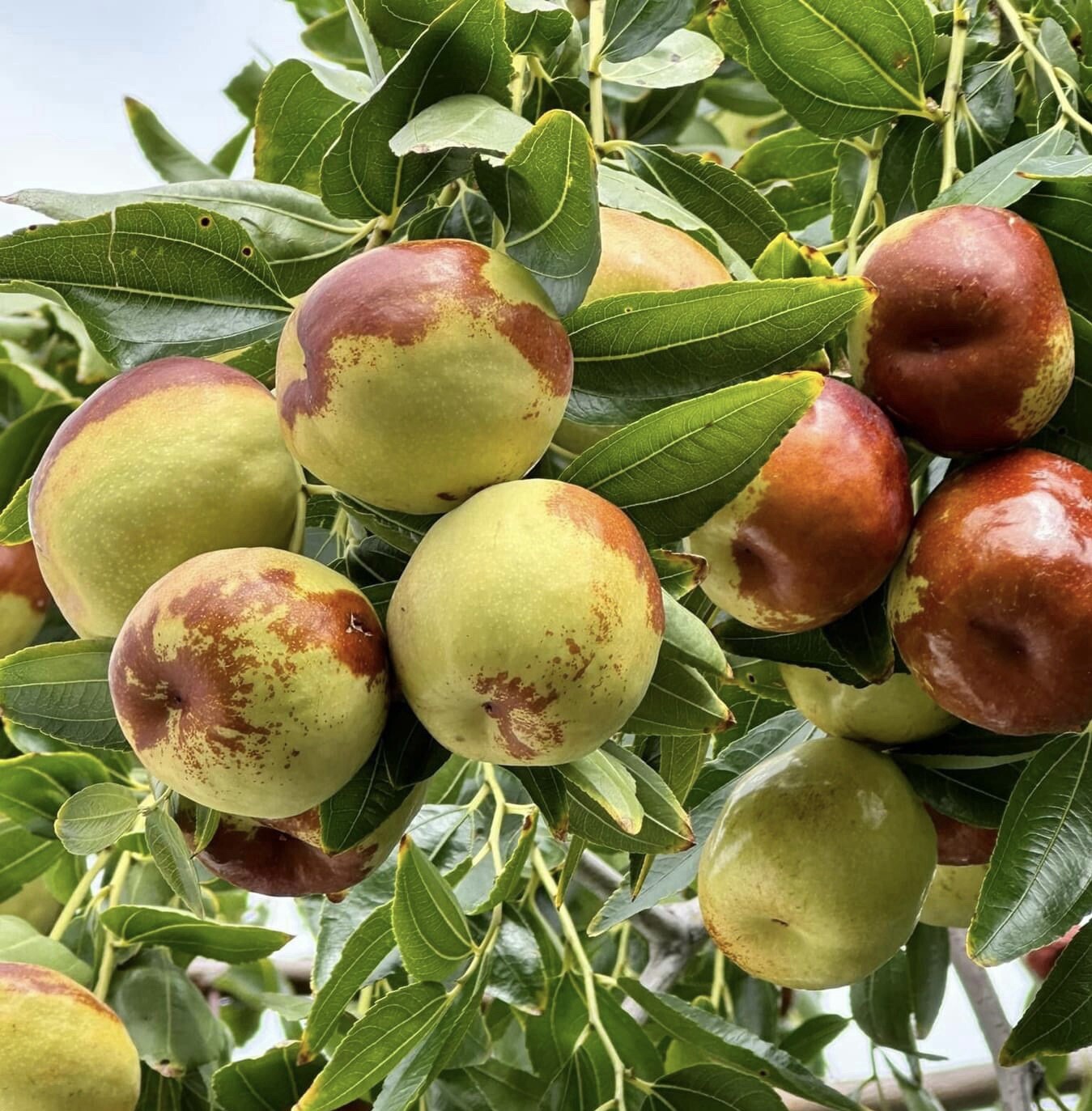 Jujube, Ziziphus Jujuba – 10 Seeds 2024 – USA