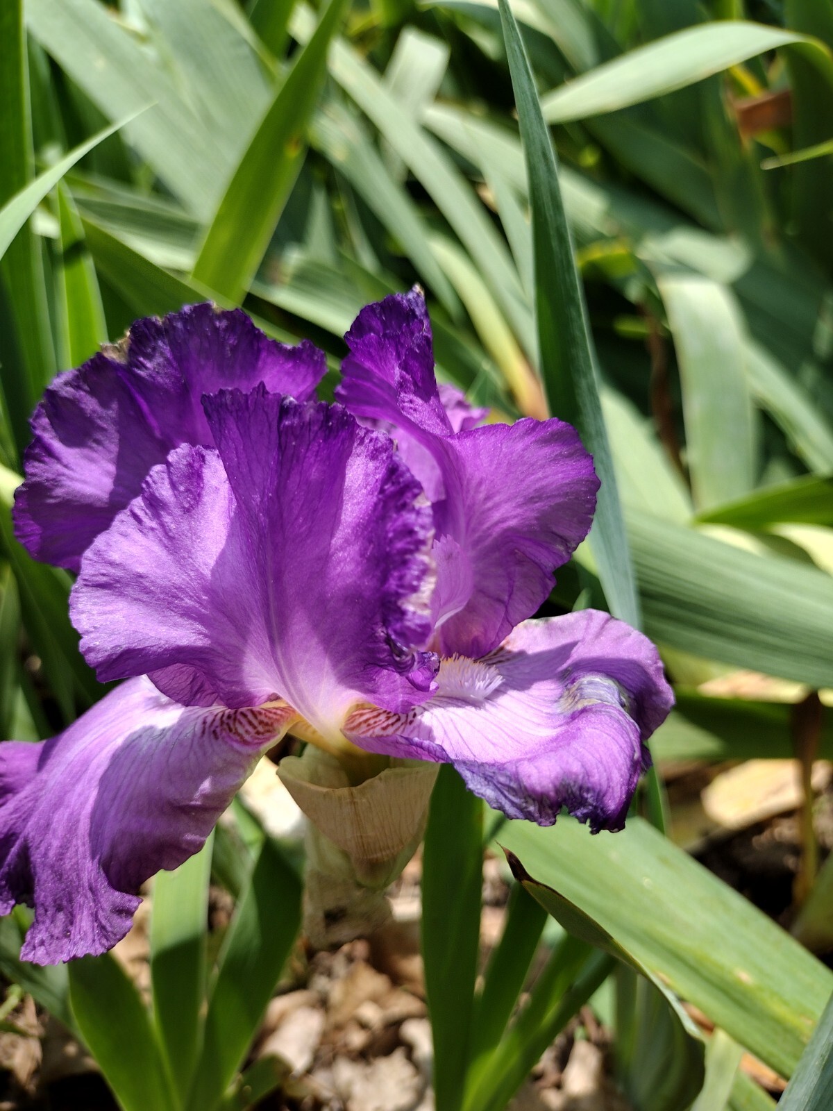 5 MIXED VARIETIES IRIS Rhizomes FREE SHIPPING