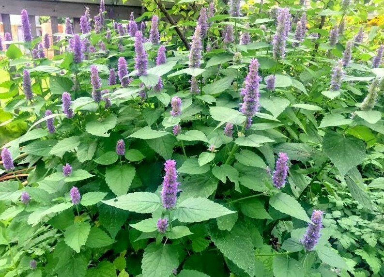 100+Purple GIANT HYSSOP Seeds Native Wildflower Drought Heat Cold Pollinators