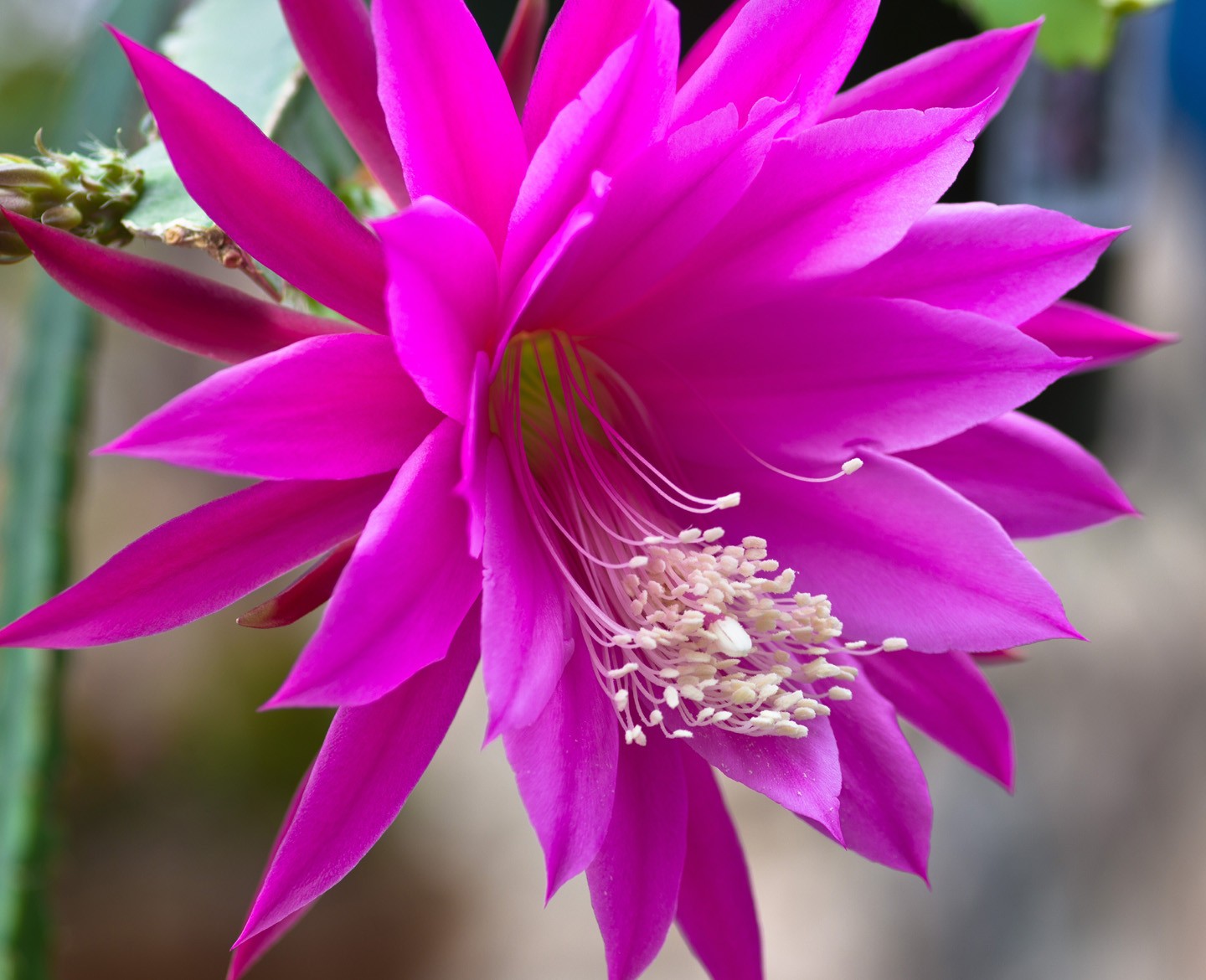 1 Gypsy Belle Epiphyllum Orchid Cactus Cutting 8-10 inches long
