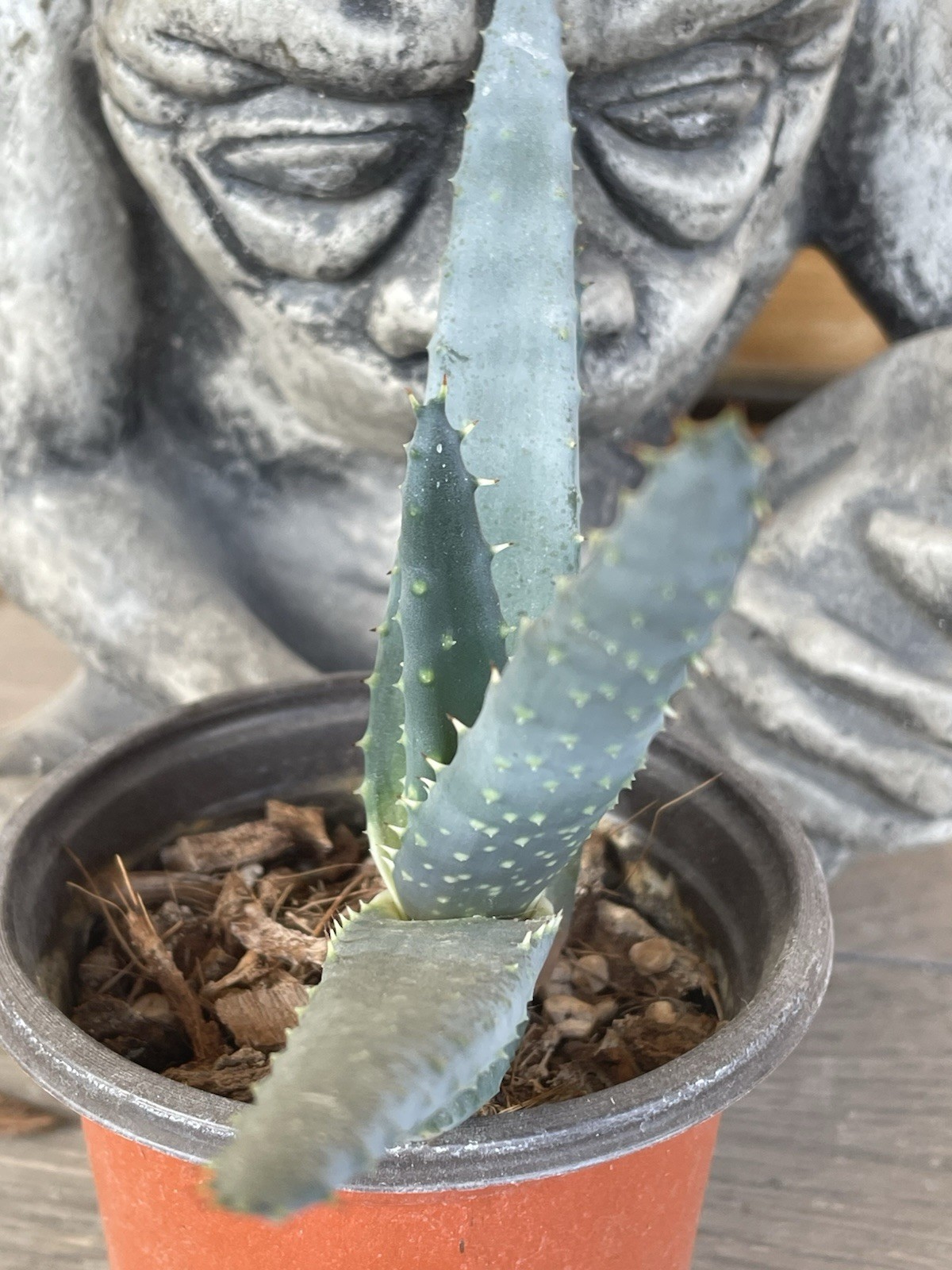 ALOE REITZII – rare aloe seedling — SEED GROWN!!