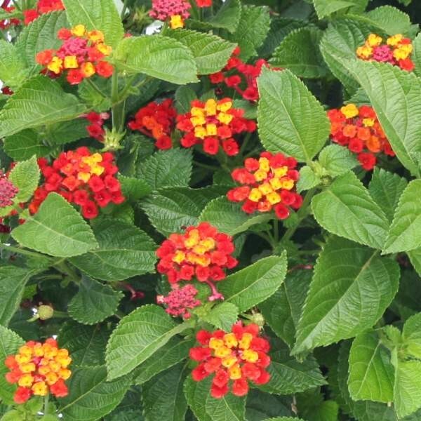 Lantana Plant Live, The Best Hardy Type Lantana Plug Ready to Grow