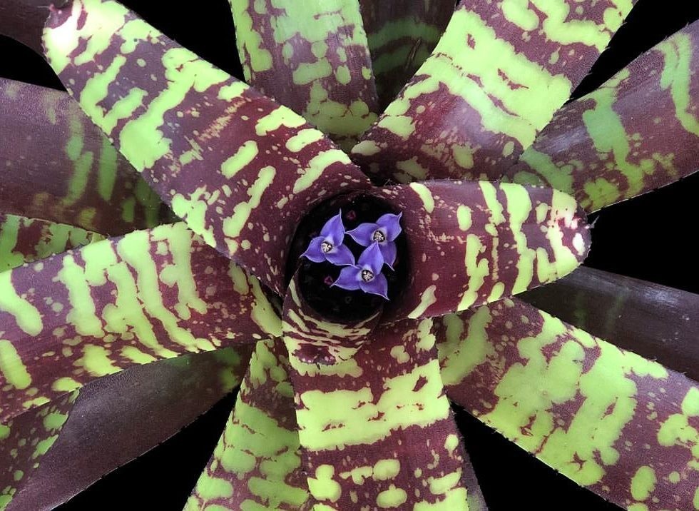 Neoregelia Guacamole Bromeliad Live Tropical Plant Mottled Banded Rosette Pup