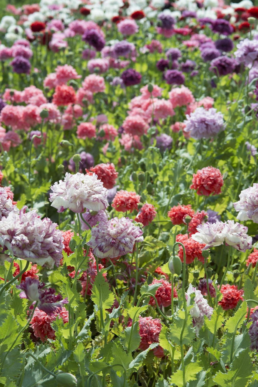 100 Flemish Antique PEONY POPPY MIXED Colors Papaver Peoniflorum Flower Seeds
