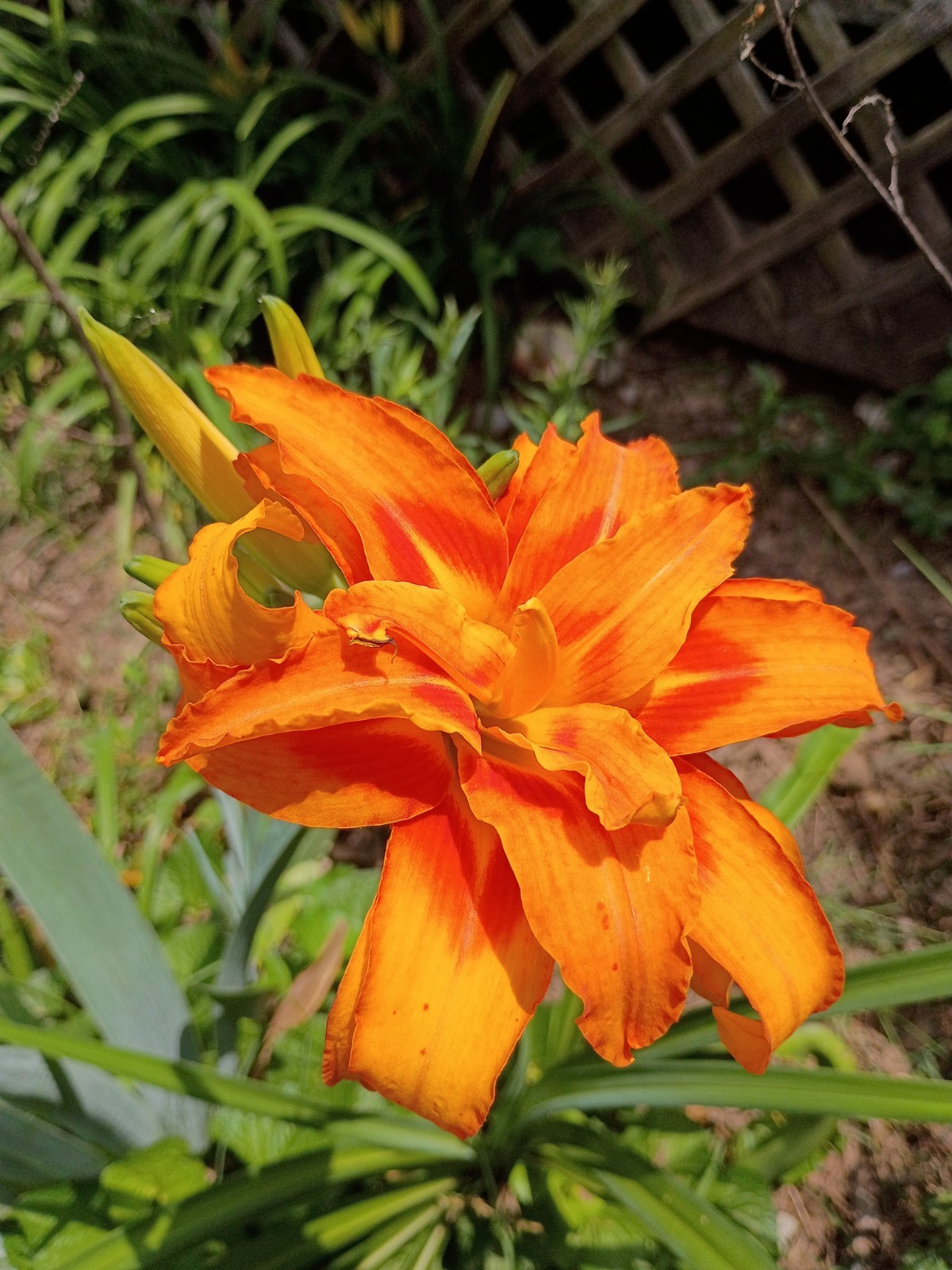 Assorted Daylilies, Many Different Colors, perennials return every year (1 Root)