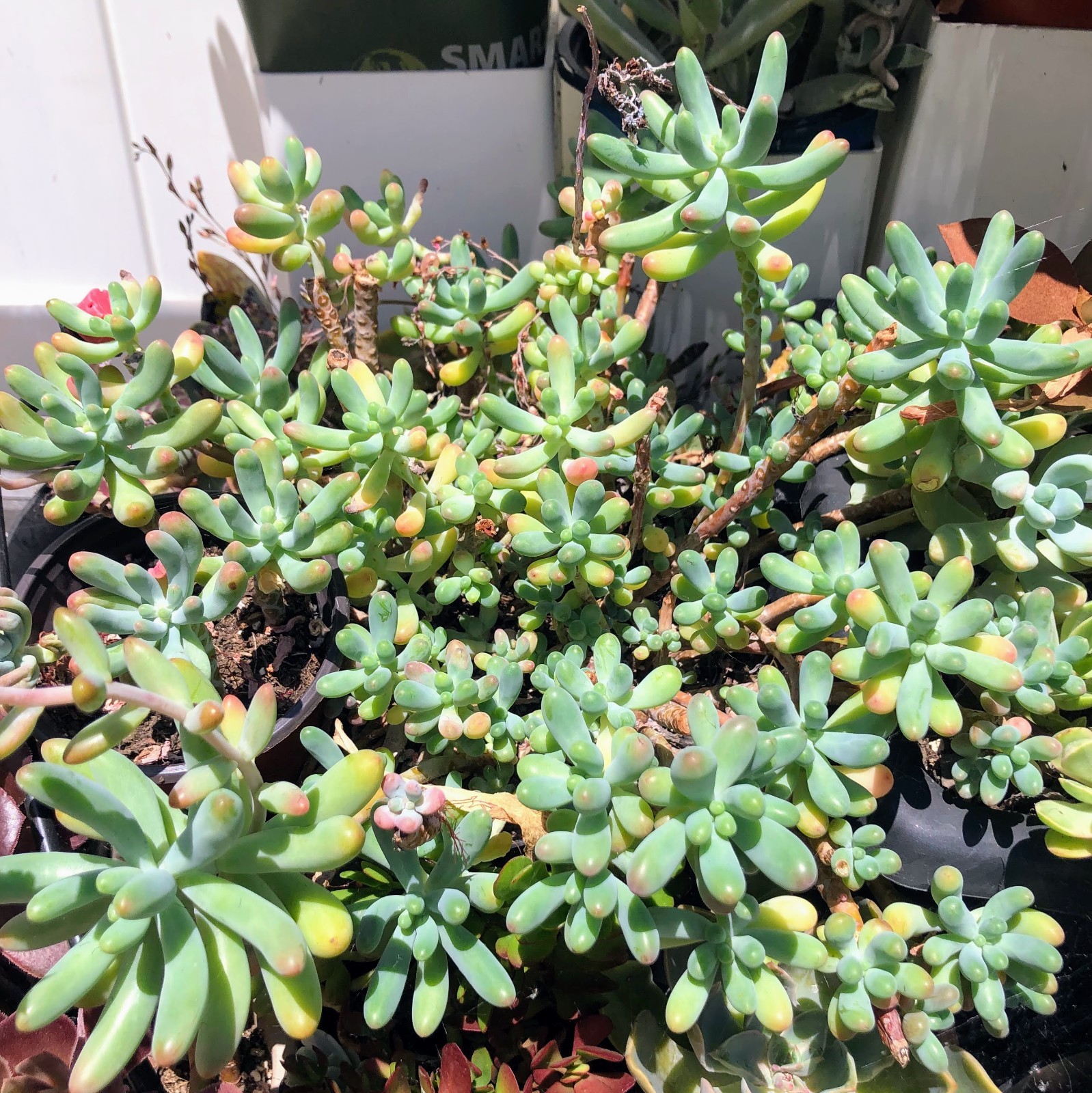 Sedum Blue Jelly Bean – Blue Green Bean Shaped Succulent | Rare Frosted Easy Car