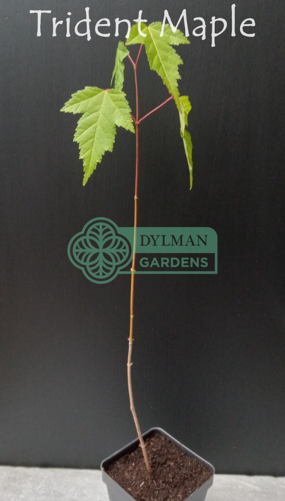 Trident Maple Tree (Acer buergerianum) – Bonsai – Live Plant – Multiple Sizes