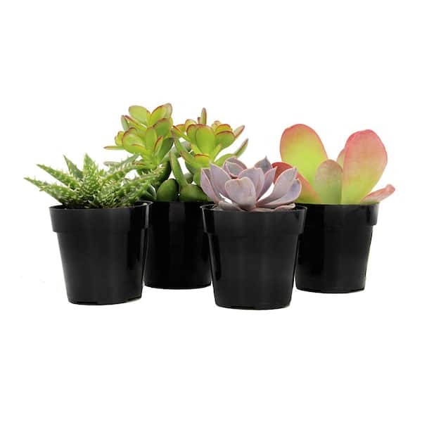SMART PLANET 2.5 in. Assorted Succulents Plants (4-Pack)