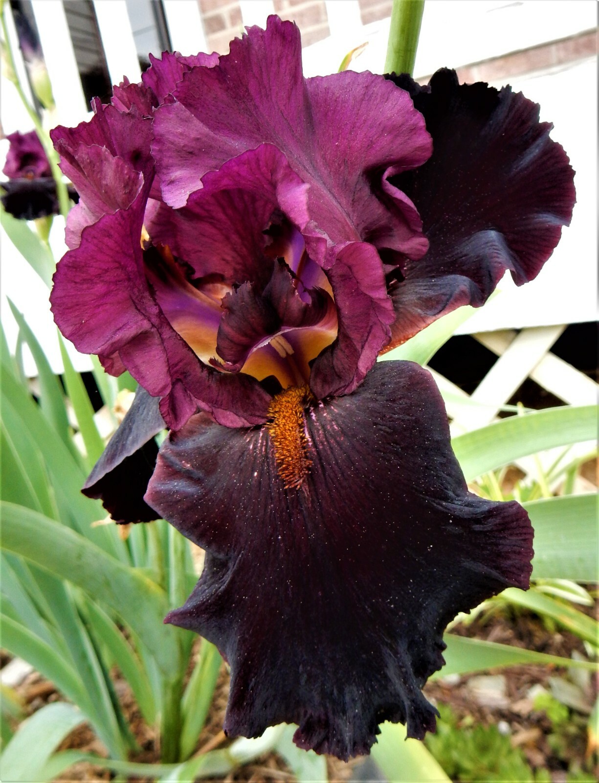Tall Bearded Iris “RED MASTERPIECE” – 1 Plant/ Rhizome