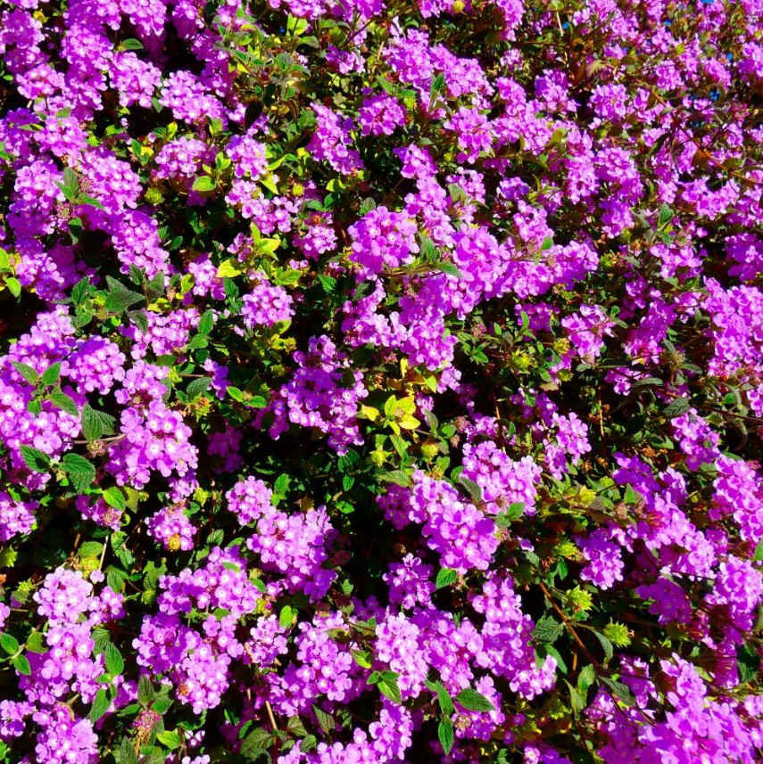 Lantana Purple Live Plant for Planting Lantana Plants Live, 4-6″Tall Ship No Pot