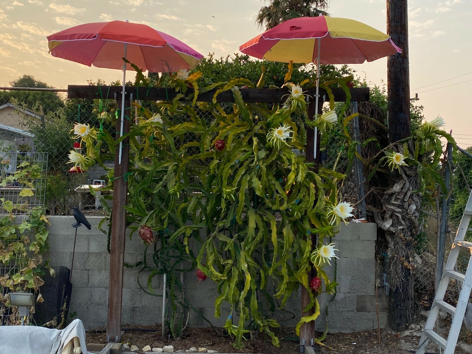 Best Dragon Fruit Cuttings 24-36”, each cutting and FREE SOLAR gopher repellent.