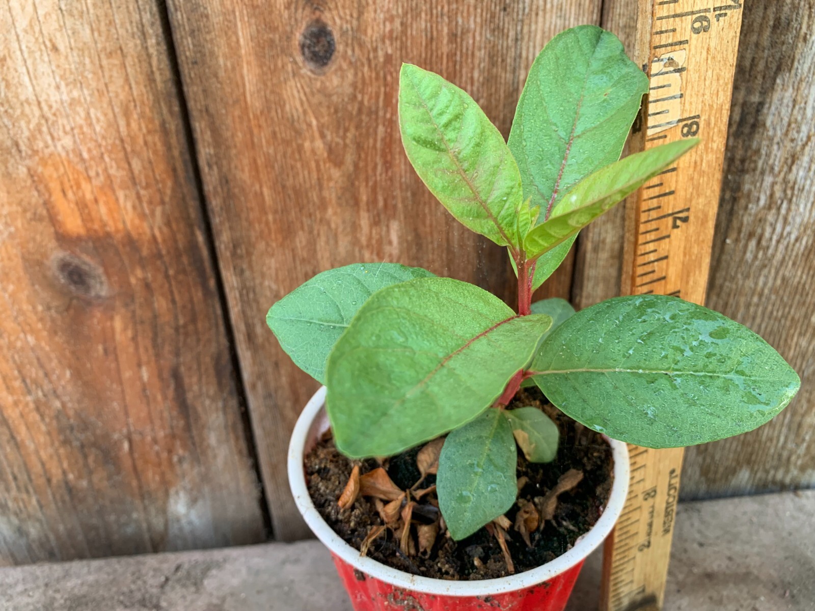 1 Cream White Tropical Guava Big Fruit Tree Psidium Guajava Starter Tree App 10″