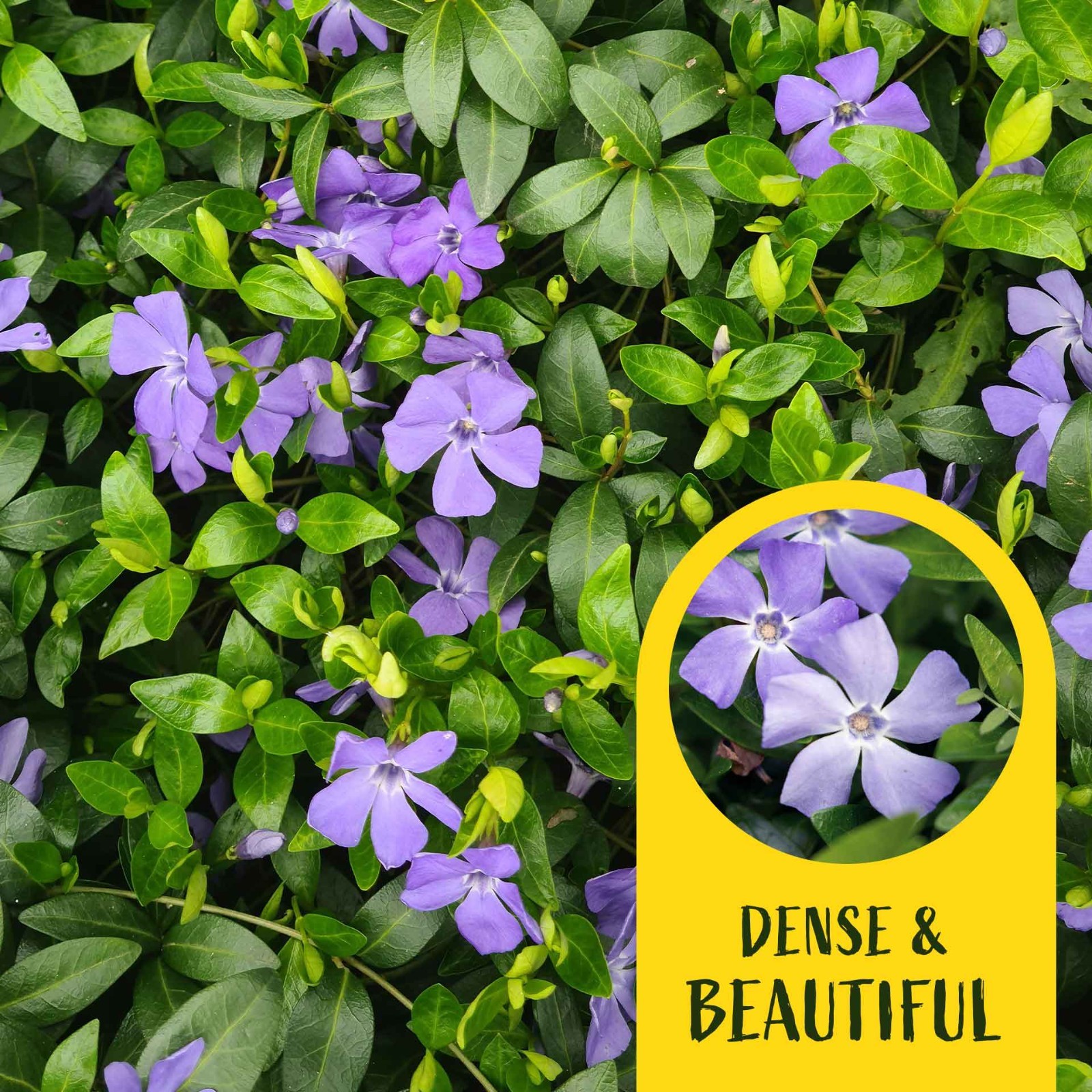 3 Common Blue Periwinkle Plants in 2.5″ Cubes | Flowering Groundcover (Vinca)
