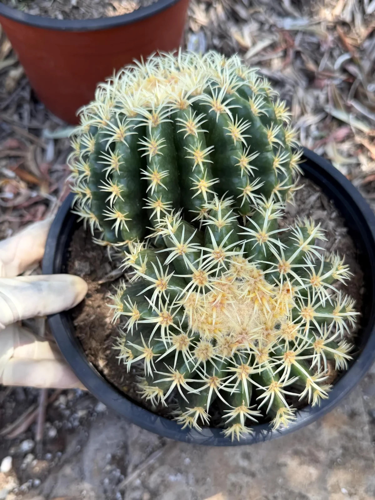 Echinocactus Grusonii Short Spine Double Head Rare Golden Barrel Cactus