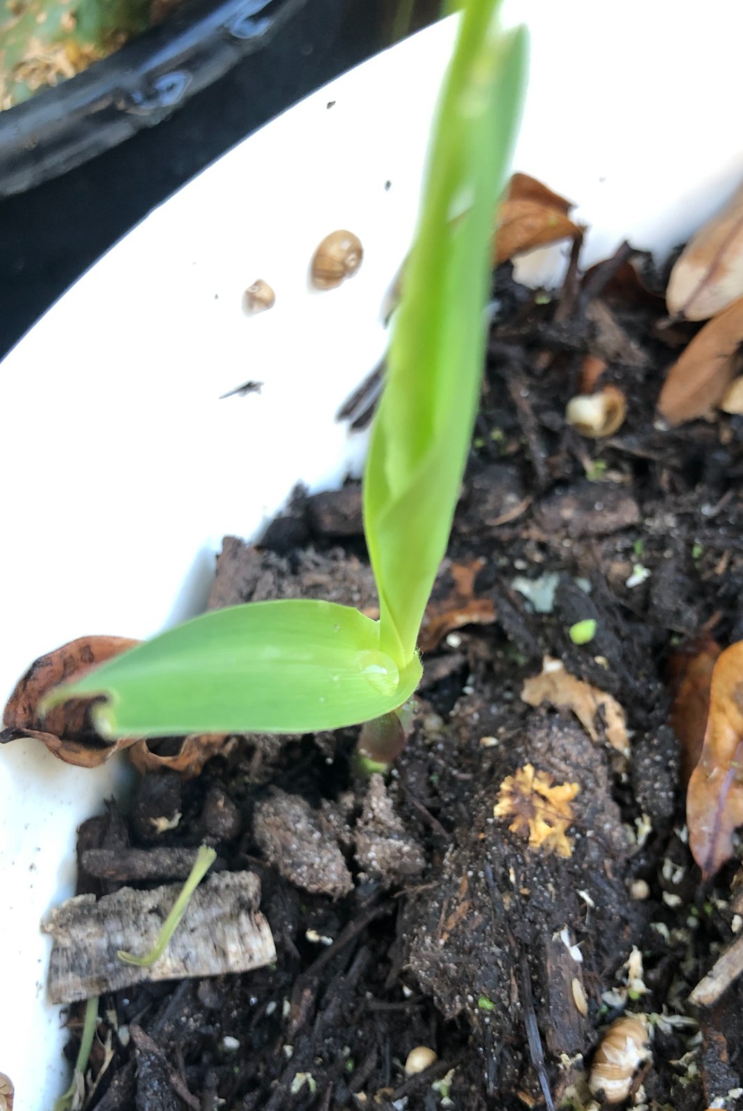 Sugar Cane EDIBLE Sugarcane Tree LIVE plant 2″ or more