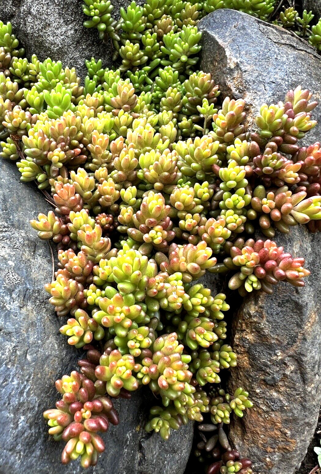 40 Sedum Album Green Ice Stone Crop Creeping Ground Cover plants, Free shipping