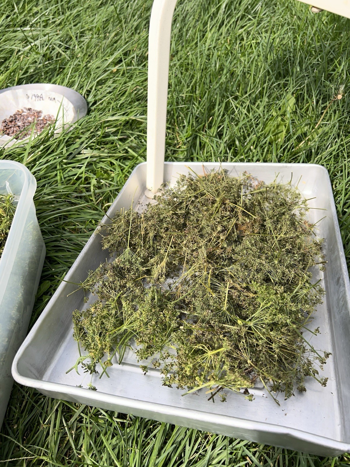Perennial 20 Skirret seeds zone 3-9