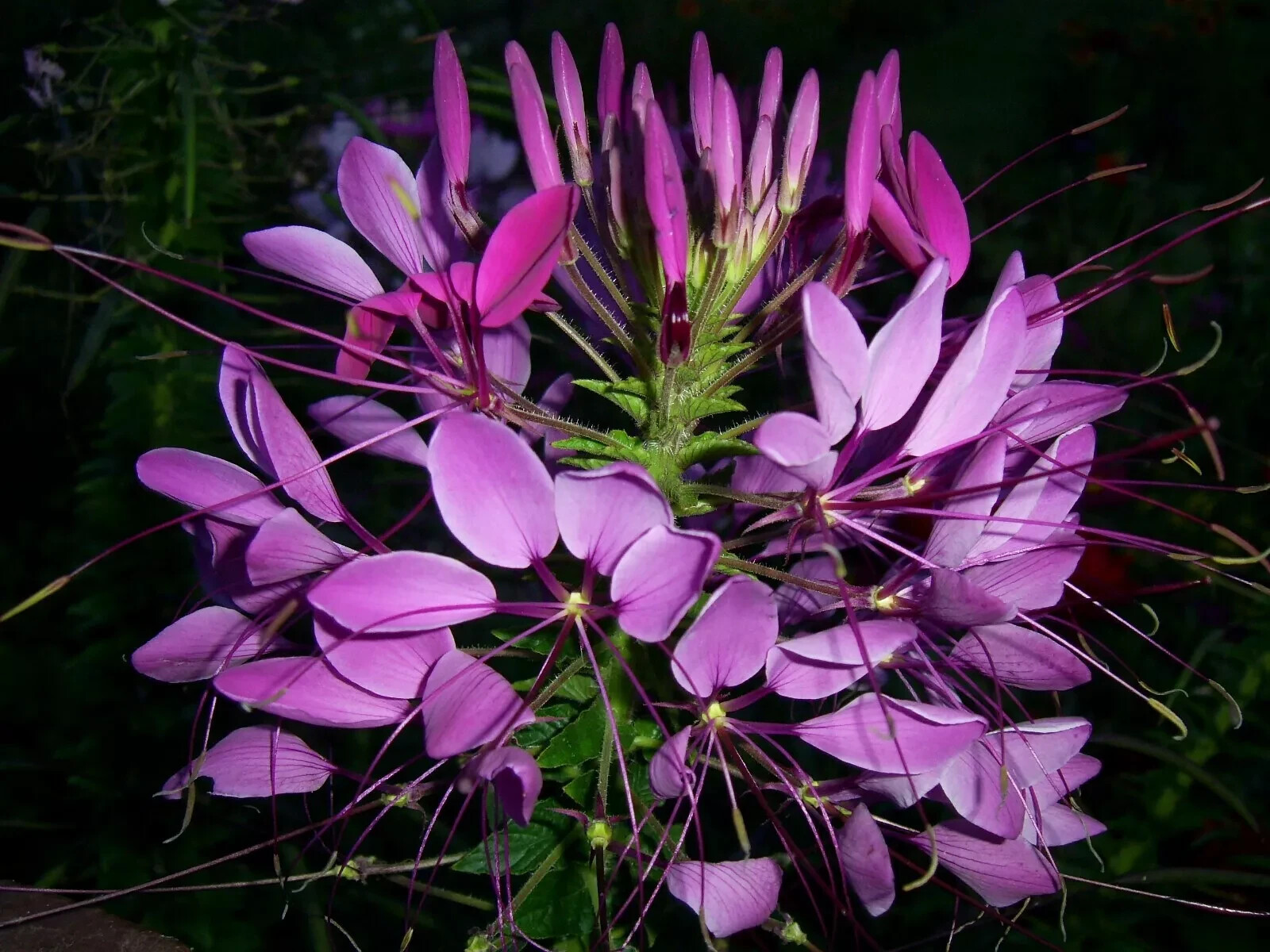 100+ Cleome Spider Plant Seeds, Fresh, Ready for Planting. Free Shipping USA
