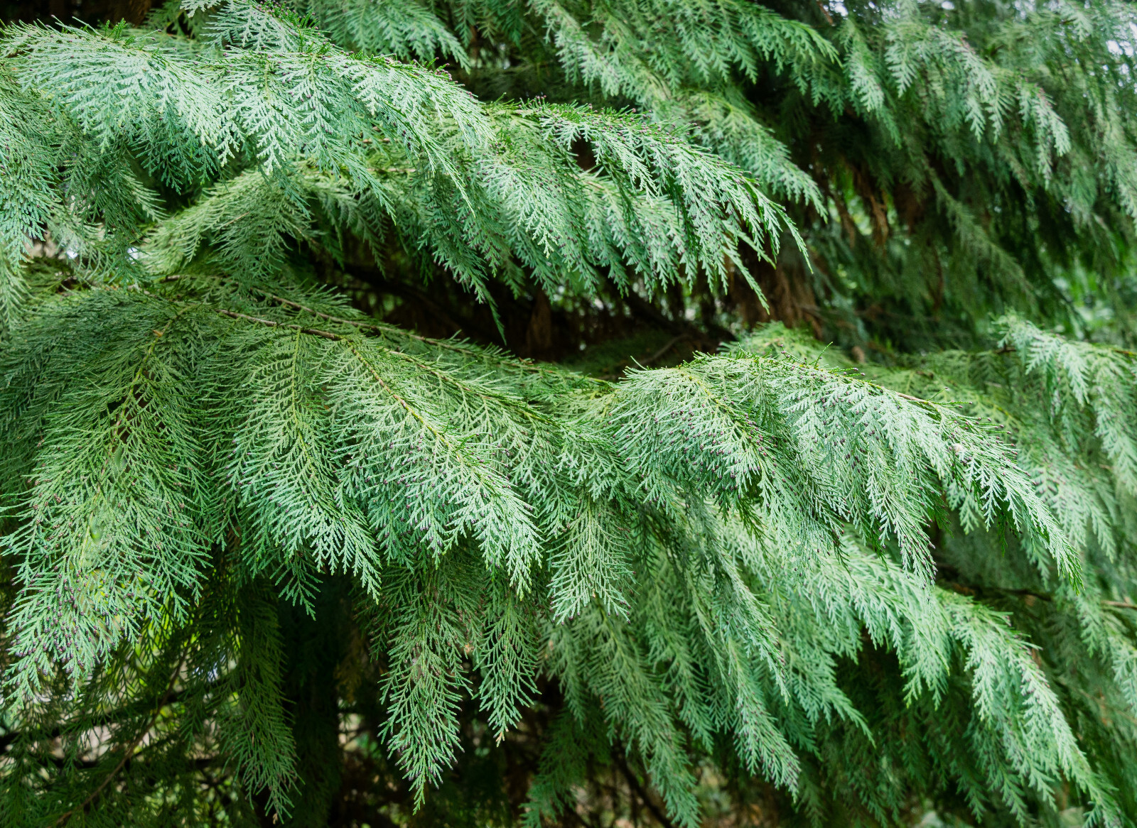 Port Orford Cedar- 10-16 in. Trees-Chamaecyparis lawsoniana- Seedlings