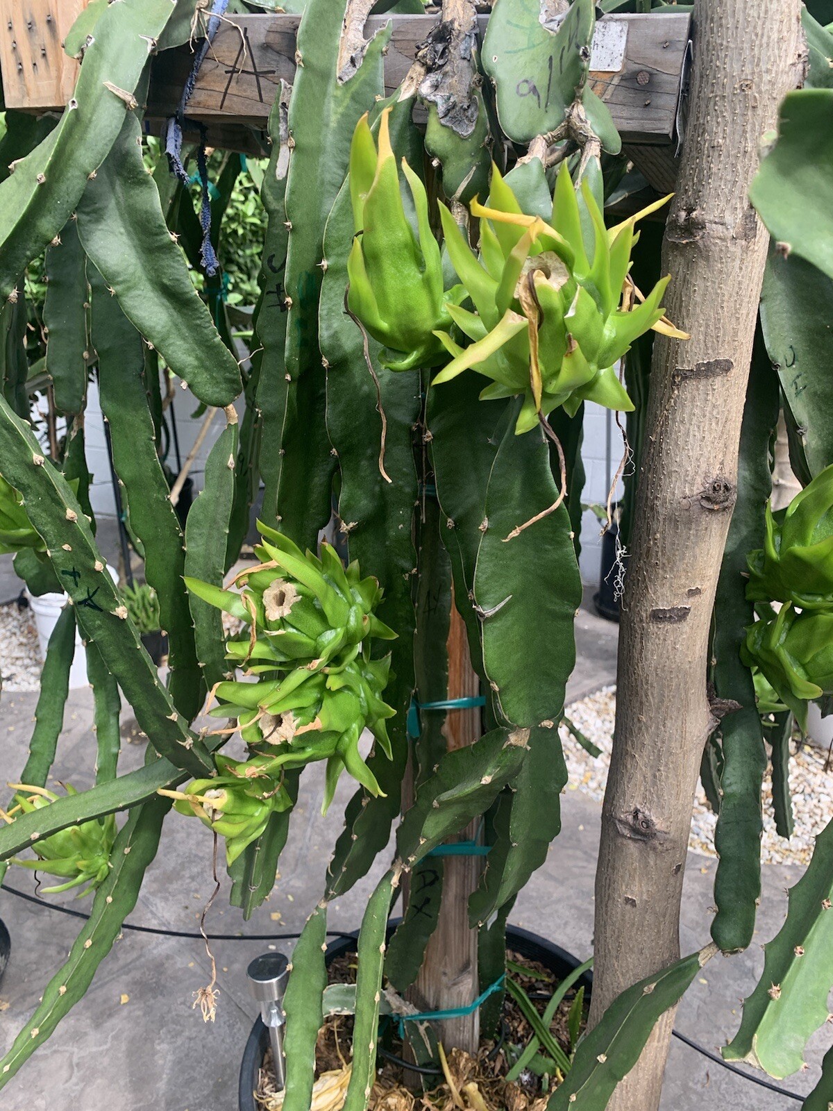 10 Dragon Fruit ” Pitaya Rare Live Cutting Type 3-5 inches For Grafting